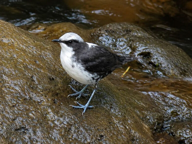 Pijao2