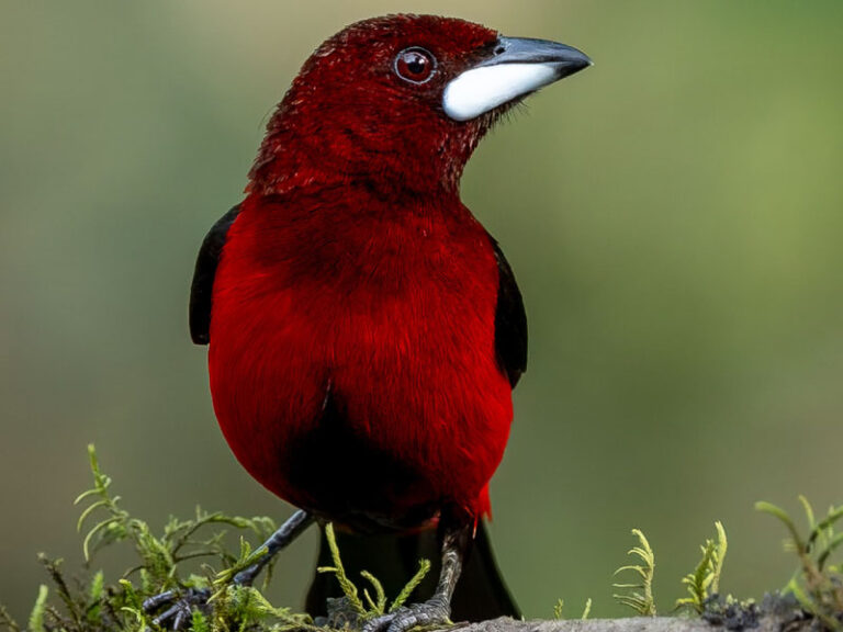 Pijao7